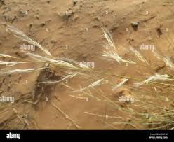 Image result for Stipagrostis uniplumis