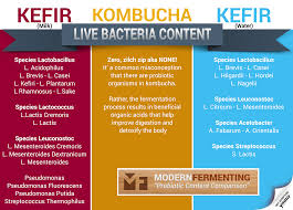 Modernfermenting Fermentation Kefir Kombucha Probiotics