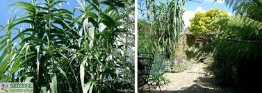 Hican anybody tell me is it okfor my neighbour to film my family in our garden.we have a young daughter who is 11 who feels very uncomfortable and will not go outside in the back garden any. Garden Privacy Screening The Neighbours Successful Garden Design