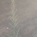 Image result for Eragrostis tenuifolia