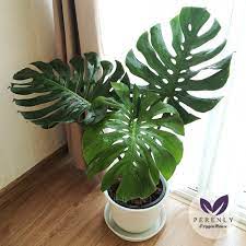 การปลูกมอนสเตอร่า ให้ใบสวย โตสง่า.🌿☘☘☘☘☘ ต้องเริ่ม จากรักตนเองให้ได้ รักต้นไม้ รักธรรมชาติ.แล้ว ที่กล่าวมาทั้งหมด ต้นไม้ก็จะสวย โตไว้ และ. à¸• à¸™à¸¡à¸­à¸™à¸ªà¹€à¸•à¸­à¸£ à¸² à¹„à¸ˆà¹à¸­ à¸™à¸— à¸Ÿà¸­à¸£ à¸¡à¹ƒà¸šà¸ªà¸§à¸¢ à¸£à¸²à¸à¹à¸™ à¸™à¹à¸‚ à¸‡à¹à¸£à¸‡ à¸ª à¸‡à¸žà¸£ à¸­à¸¡à¸à¸£à¸°à¸–à¸²à¸‡ Shopee Thailand
