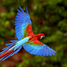 Bird With Colorful Feathers Bird Colorful Parrots Parrot Flying Parrot Wallpaper
