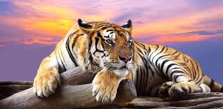 Valoración de los usuarios para live wallpaper animal . Download Wild Animals Live Wallpaper Free For Android Wild Animals Live Wallpaper Apk Download Steprimo Com