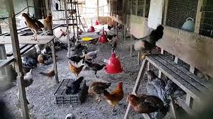Check spelling or type a new query. Reban Pembaka Ayam Arab Video Dailymotion
