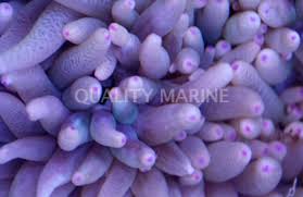 Image result for Aneilema spekei