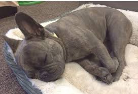 Find french bulldogs & puppies for sale across australia. Blue Brindle French Bulldog So Sleepy Brindle French Bulldog Blue Brindle French Bulldog Puppies And Kitties