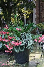 Coleus are adaptable plants that work well in landscapes and containers. A Container Garden Cheat Sheet
