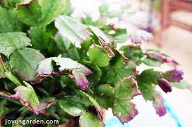 Water the plant thoroughly, allowing the excess water to run out through the drainage hole. Do Christmas Cactus Flower More Than Once A Year