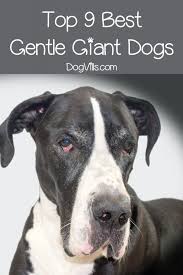 Top 9 Best Giant Dog Breeds Dogvills Calm Dog Breeds Giant Dog Breeds Family Dogs Breeds