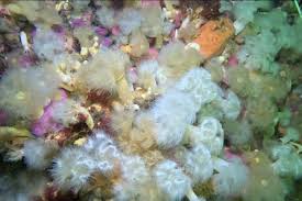 Image result for Aneilema arenicola