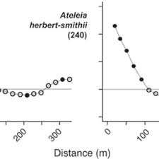 Image result for Ateleia herbert-smithii