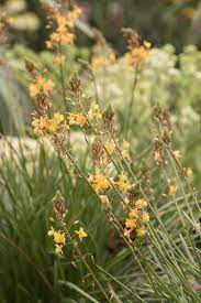 However, problems such as toxicity and drug resistance have stimulated an intense demand and research e orts for the Orange Stalked Bulbine