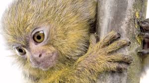 Their nickname, finger monkey, basically tells you why people easily fall in love with them because they are indeed very cute when you see baby marmosets attached to a finger. 31 Pygmy Marmoset Facts Guide To Finger Monkeys Cebuella Pygmaea Storyteller Travel