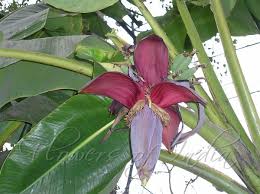 Image result for Musa paradisiaca