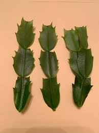 ) australia's significant public holiday periods of easter and christmas are based on christian european celebrations. Multiply Your Thanksgiving Cactus Through Cuttings Pegplant