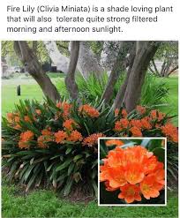 North Side Of House Back Yard In 2020 Shade Garden Plants Plants Shade Plants