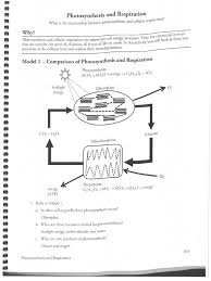 All but the first one occurs in mitochondria. Respiration And Photosynthesis Key Biology Organisms