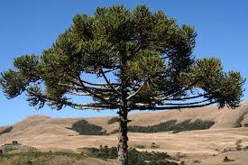 Image result for Araucariaceae