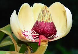 Image result for Magnoliaceae