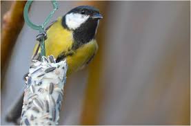 Image result for Kohlmeise vogelhouse