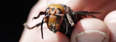 Picture by denny cantrell, usn. A Murder Hornet Kills A Man In Spain Marketwatch