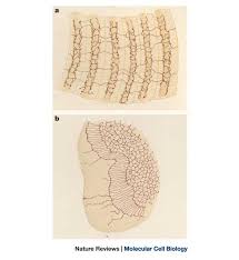 5, 10, 20, 50 sen. The Sarcoplasmic Reticulum Its Discovery And Rediscovery Nature Reviews Molecular Cell Biology