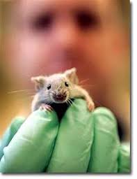 The Blog For Everything by Arthur