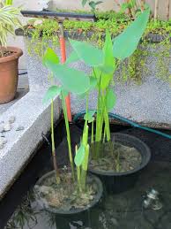 Image result for Thalia geniculata