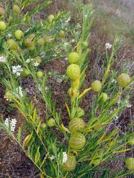Image result for Gomphocarpus semilunatus