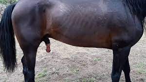 Caballo yegua reproducción equina sexo caballos stallion horse sex - YouTube