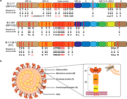 South african scientists say new variant may have 'increased transmissibility'. Fast Spreading Sars Cov 2 Variants Challenges To And New Design Strategies Of Covid 19 Vaccines Signal Transduction And Targeted Therapy