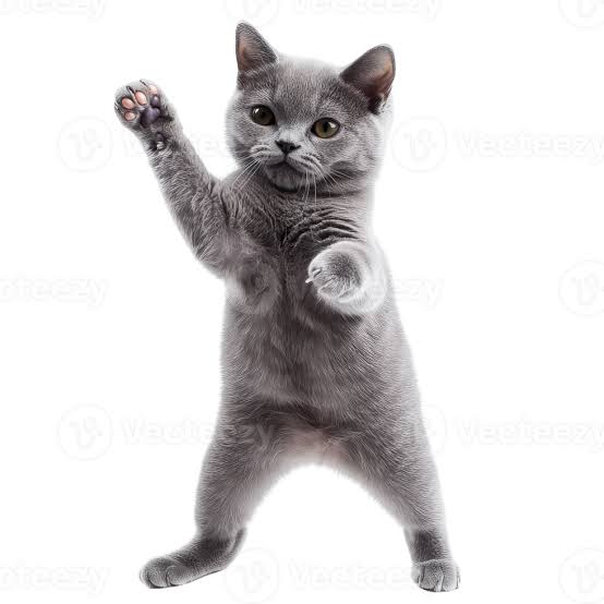images?q=tbn:ANd9GcTkWLH2Z2CThqCog8__zih