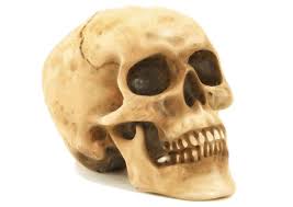 Totenkopf bilder und stockfotos istock. Bild Totenkopf Kostenlose Bilder Zum Ausdrucken Bild 22980