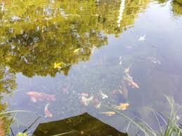 Hundreds of goldfish were rescued after they were found suffocating in a public pond in essex. Loads Of Eggs But No Babies Garden Pond Forums