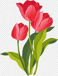 Ilustrasi Bunga Tulip Merah Gratis Png Pngegg
