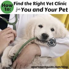 There is a special connection we share with our animal companions. Find The Right Vet Clinic For Your Pet Apartmentguide Com Blog Dog Insurance Newborn Puppies Pet Poison Prevention