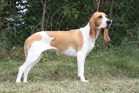 Image result for bernský honič