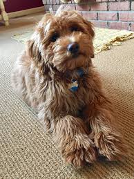 Macy 4 Month Old Mini F1b Goldendoodle Mini Goldendoodle Labradoodle Puppy F1b Mini Goldendoodle