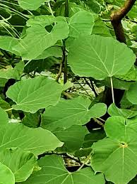 Image result for Vernicia