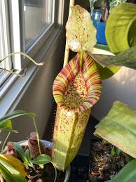Check spelling or type a new query. Species Hybrids Cultivation Nepenthes Diary