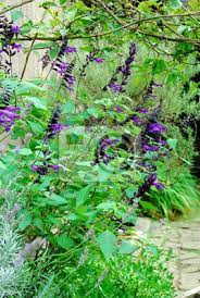 Aquí explicamos de dónde viene la palabra guaraní. Sauge Guarani Salvia Guaranitica Fototapete Fototapeten Guarani Salbei Lavandula Myloview De