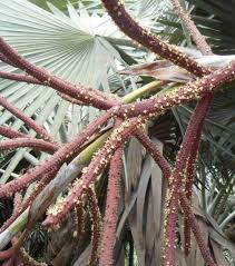 We did not find results for: All About Palm Trees A Photographic And Botanical Appreciation Owlcation