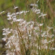 Image result for Andropogon eucomus