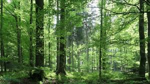 Trees are of course an essential part of earth's ecosystem, but how many of us can identify around just 10 to 12 different species of tree when walking through a forest or these are just some of my favourite ways to identify trees. 43 Types Of Trees Explained Easy Guide With Images Facts