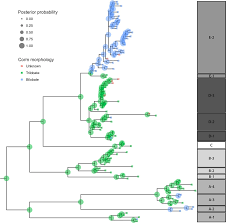 Image result for Isoetes welwitschii