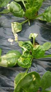 ほうれん草の葉っぱが白くて縮れています 食べても大丈夫ですか Yahoo 知恵袋