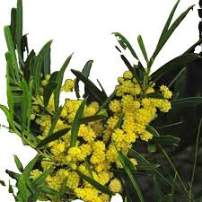 Image result for Dictyophleba