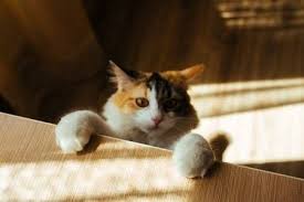 Image Result For Cat Paw On Table Cat Paws Cats Paw