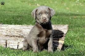 Maybe you would like to learn more about one of these? Silver Labrador Retriever Puppies For Sale Greenfield Puppies