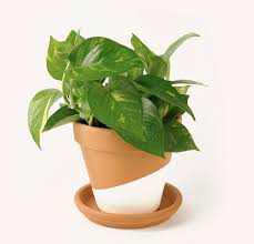How long can a lost dog survive? 31 Best Low Light Indoor Plants And How To Care For Them Architectural Digest